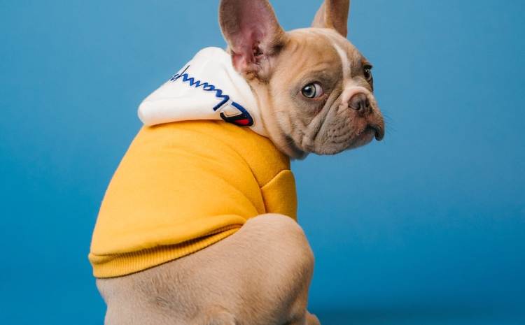 brown short coated dog in orange hoodie