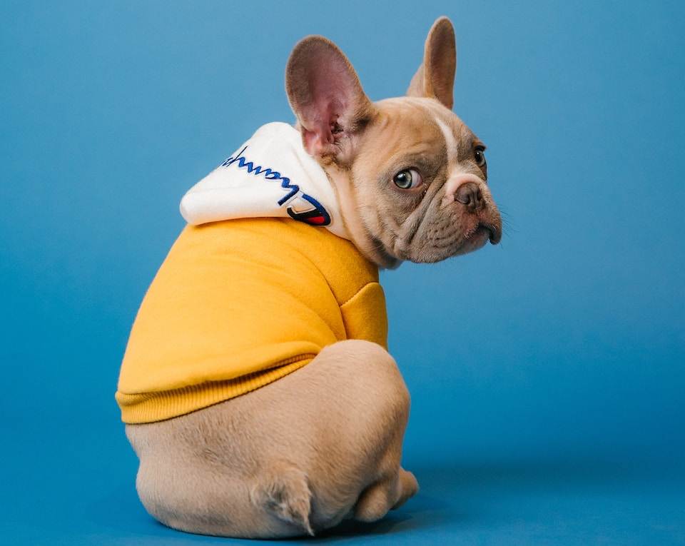 brown short coated dog in orange hoodie