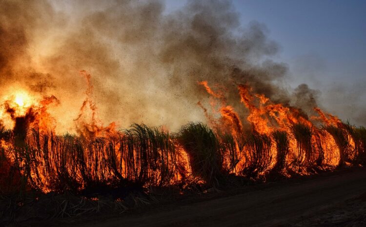 wildfire, bushfire, flames